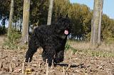 BOUVIER DES FLANDRES 308